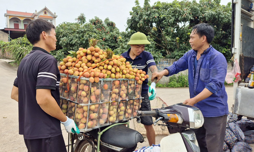 Một điểm thu mua vải sớm tại xã Phúc Hòa (Tân Yên).